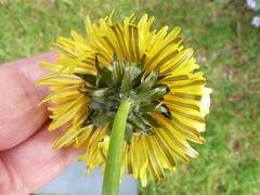 Taraxacum tenebricans