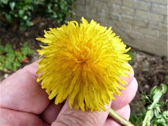 Taraxacum tenebricans