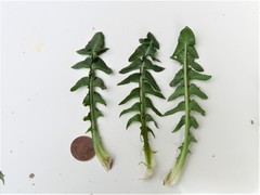 Taraxacum tenebricans