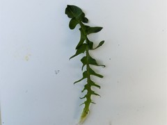 Taraxacum tenebricans