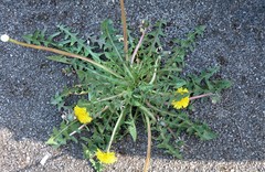 Taraxacum trilobatum