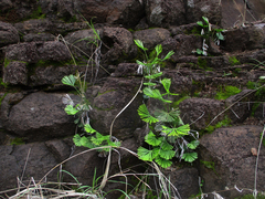 Actiniopteris radiata image