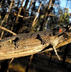 Strophurus taenicauda