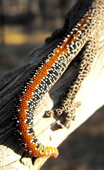 Strophurus taenicauda