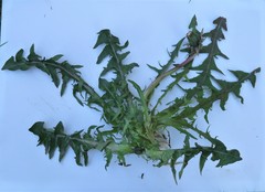 Taraxacum trilobatum