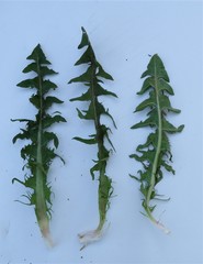 Taraxacum trilobatum