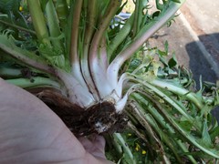 Taraxacum trilobatum