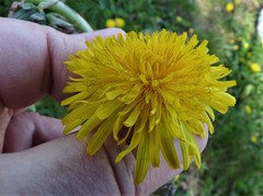 Taraxacum trilobatum