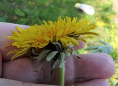 Taraxacum trilobatum
