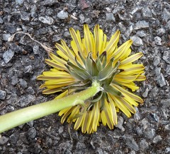 Taraxacum trilobatum
