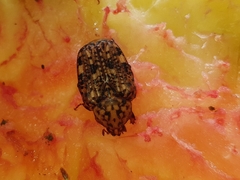 Porphyronota hebraea