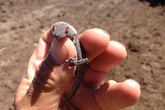 Strophurus taenicauda