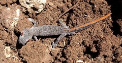 Strophurus taenicauda