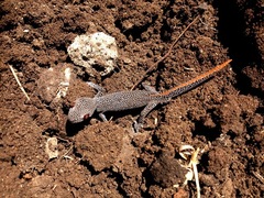 Strophurus taenicauda