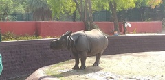 Rhinocerotidae