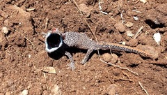 Strophurus taenicauda