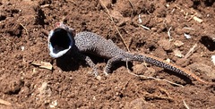 Strophurus taenicauda