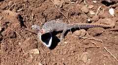 Strophurus taenicauda