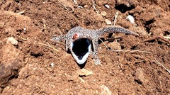 Strophurus taenicauda