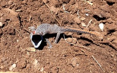 Strophurus taenicauda