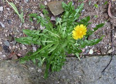 Taraxacum undulatum