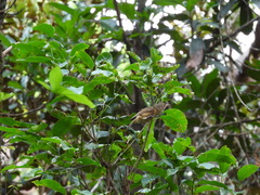 Colluricincla rufogaster rufogaster