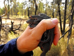 Strophurus taenicauda