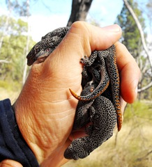 Strophurus taenicauda