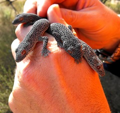 Strophurus taenicauda