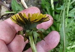 Taraxacum undulatum
