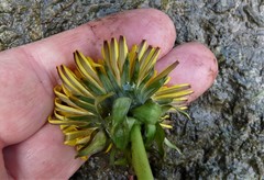 Taraxacum undulatum