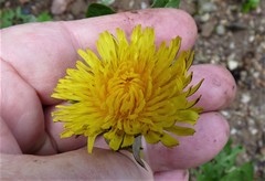 Taraxacum undulatum