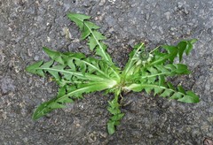 Taraxacum undulatum