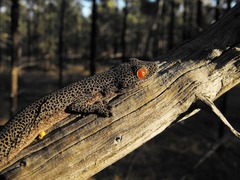Strophurus taenicauda