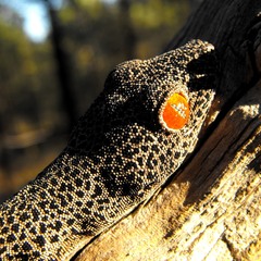 Strophurus taenicauda