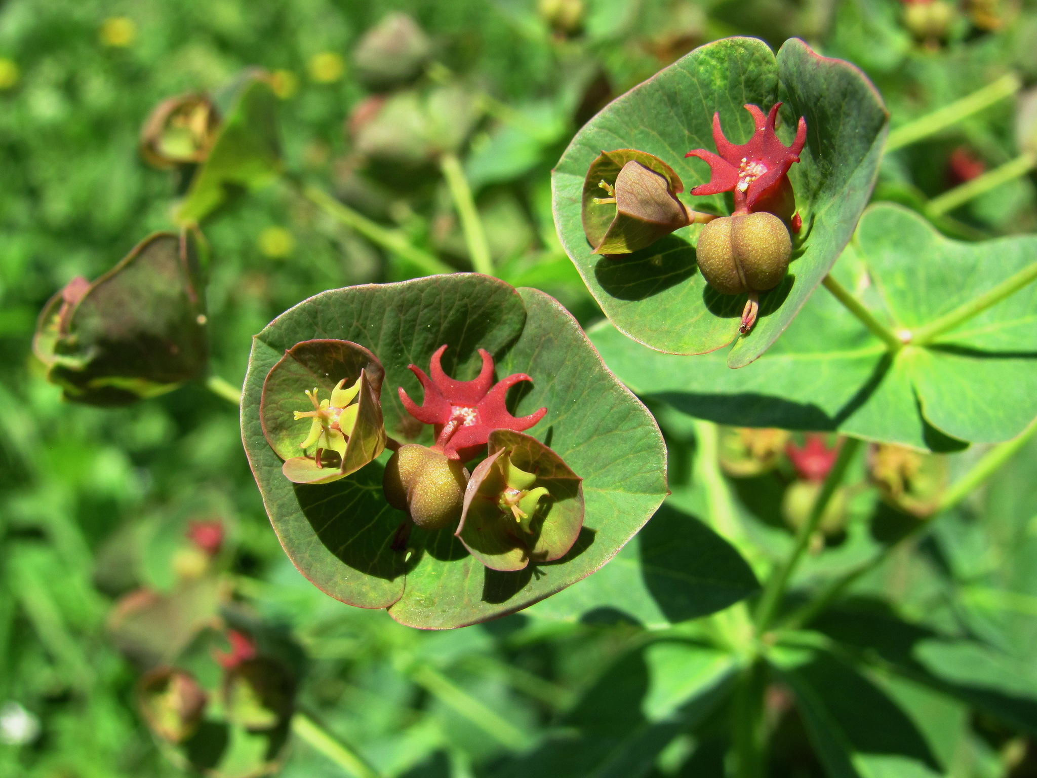 Euphorbia oblongifolia