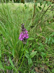 Cullen microcephalum