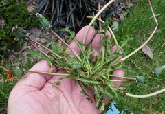 Taraxacum wallonicum