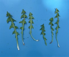 Taraxacum wallonicum