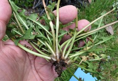 Taraxacum wallonicum
