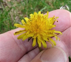 Taraxacum wallonicum