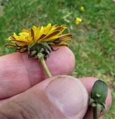 Taraxacum wallonicum