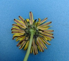 Taraxacum wallonicum