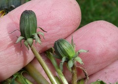 Taraxacum wallonicum