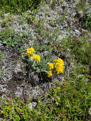 Jacobaea carniolica