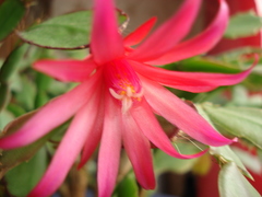 Rhipsalidopsis gaertneri