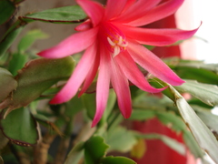 Rhipsalidopsis gaertneri