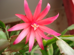 Rhipsalidopsis gaertneri