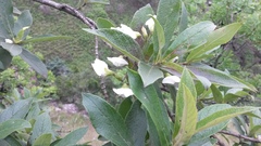 Bowkeria verticillata