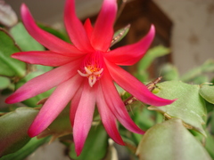 Rhipsalidopsis gaertneri